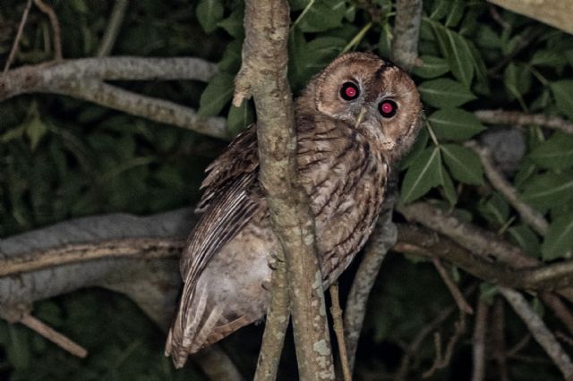 Tawny owl curious about my mothing activities in the middle of the night.